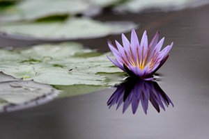 V bažinách Viktoriina jezera