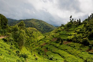 Políčka v členité ugandské krajině