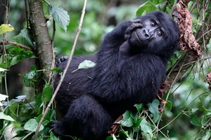 Mládě horské gorily