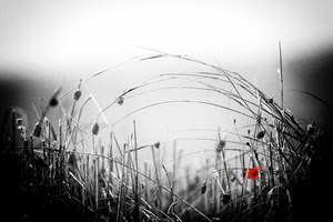 Vlčí mák v Toskánsku