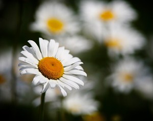 Kopretiny pro zámeckou paní