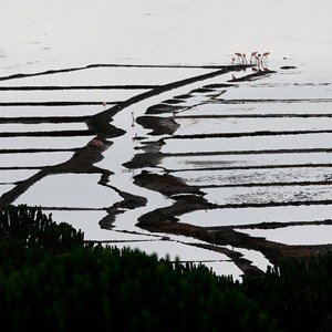 Plameňáci na solném jezeře