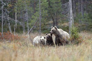 Medvědí rodinka II