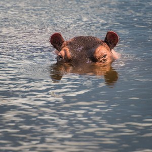 A jen pár metrů od nás koupající se hroši.