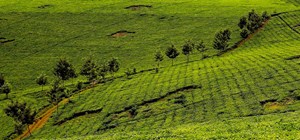 Z části je skoro celá pokrytá čajovými plántážemi.