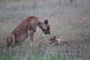 ... a o kousek dál si hrála lvíčata.